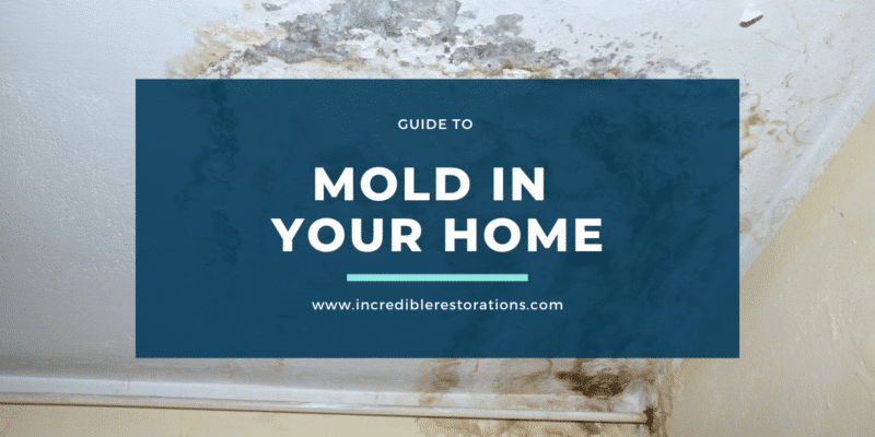 mold in your home